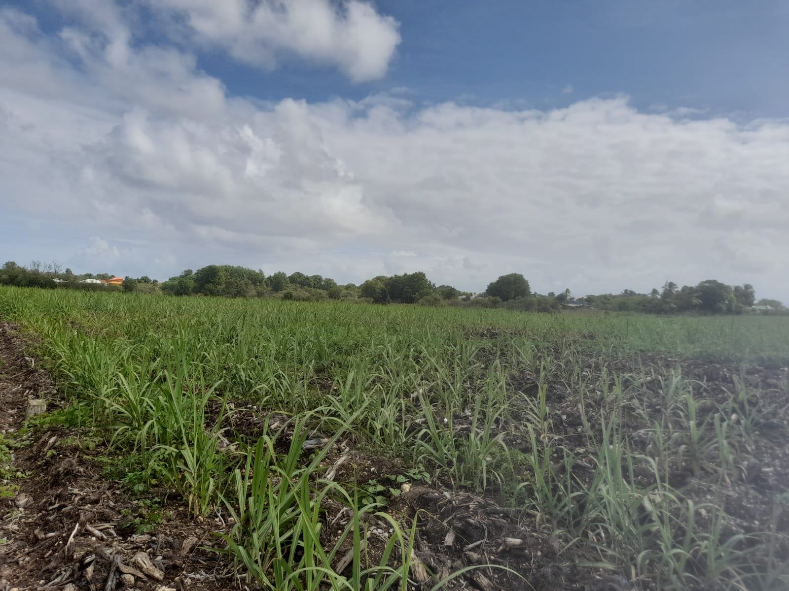 -campagne-papa-rouyo-